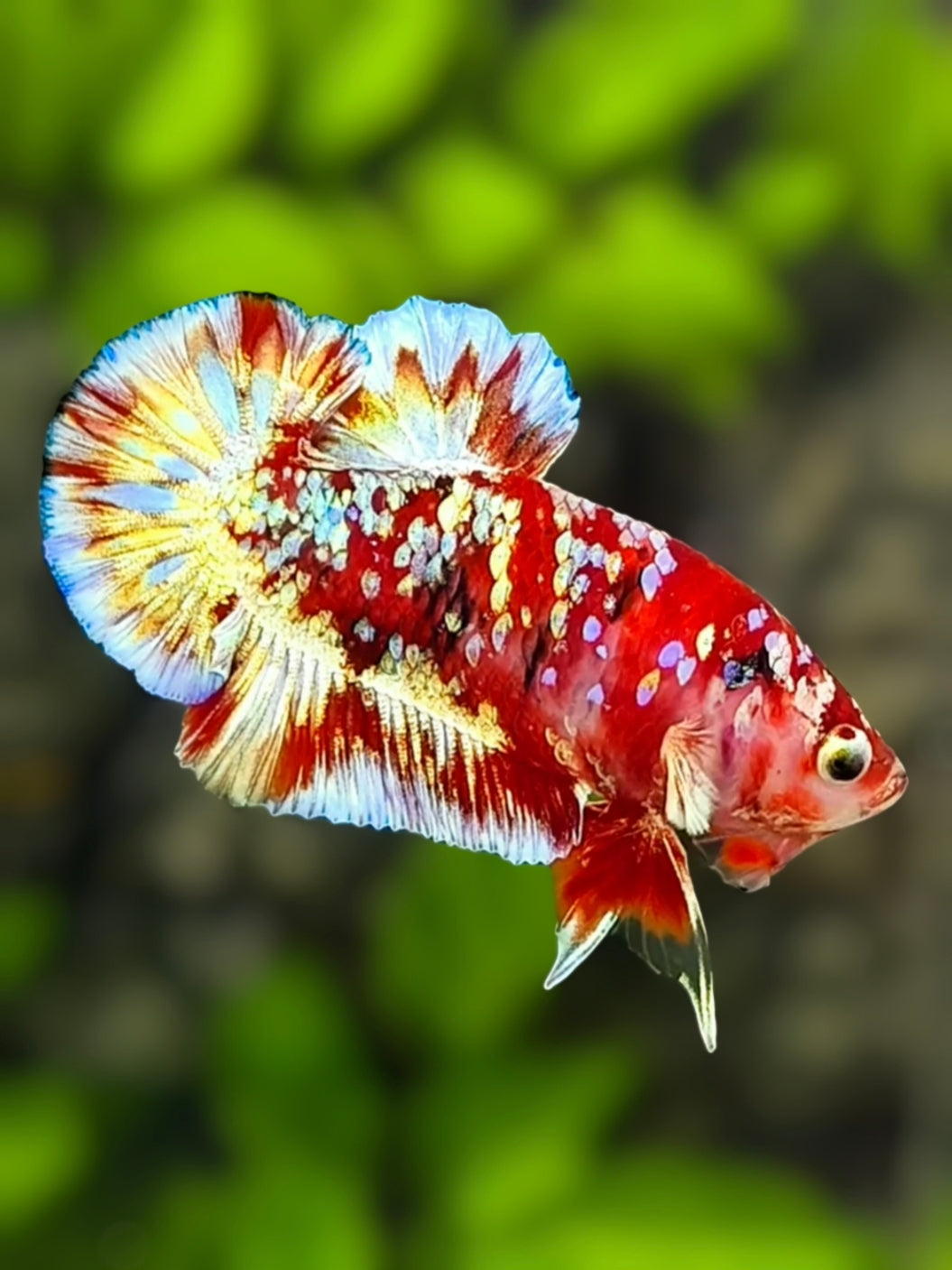 Red Barongsai Galaxy Over HMPK Betta Fish Male