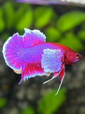 Dumbo Ears Purple Lavender HMPK Betta Fish Male