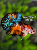 Multicolor Tiger Koi JUMBO GIANT HMPK Betta Fish Male
