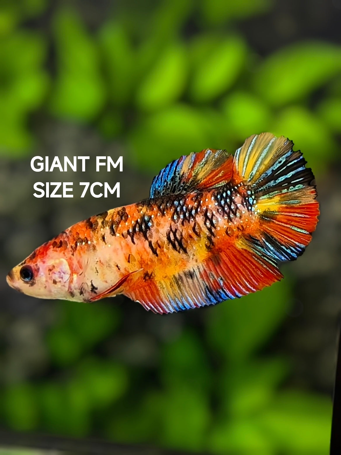GIANT BETTA FISH FEMALE – Zaga Farm