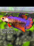 Purple Red Samurai JUMBO GIANT HMPK Betta Fish Female