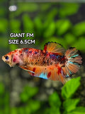 Leopard Koi Candy JUMBO GIANT HMPK Betta Fish Female