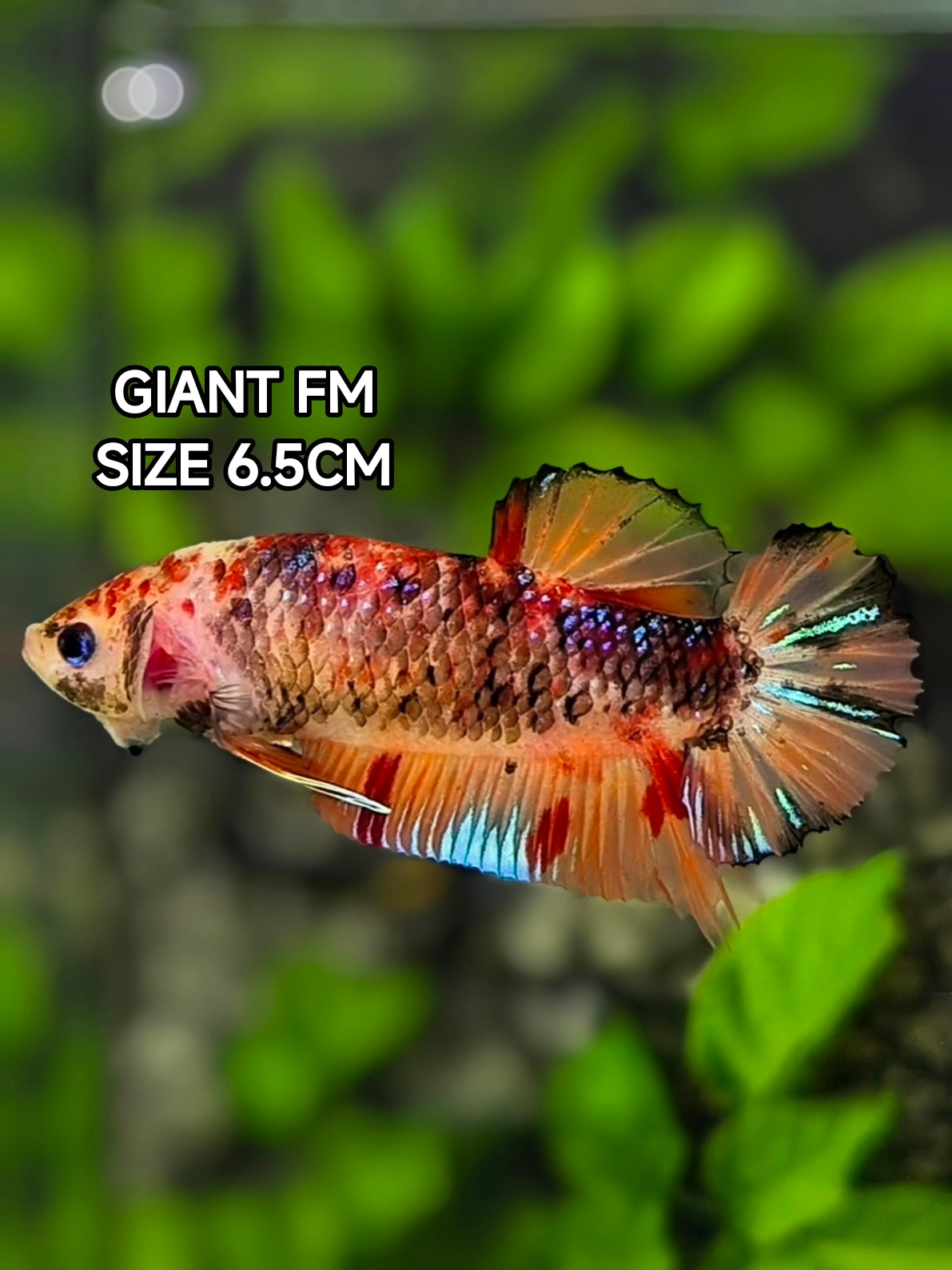 Leopard Koi Candy JUMBO GIANT HMPK Betta Fish Female