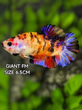 Multicolor Metalic JUMBO GIANT HMPK Betta Fish Female