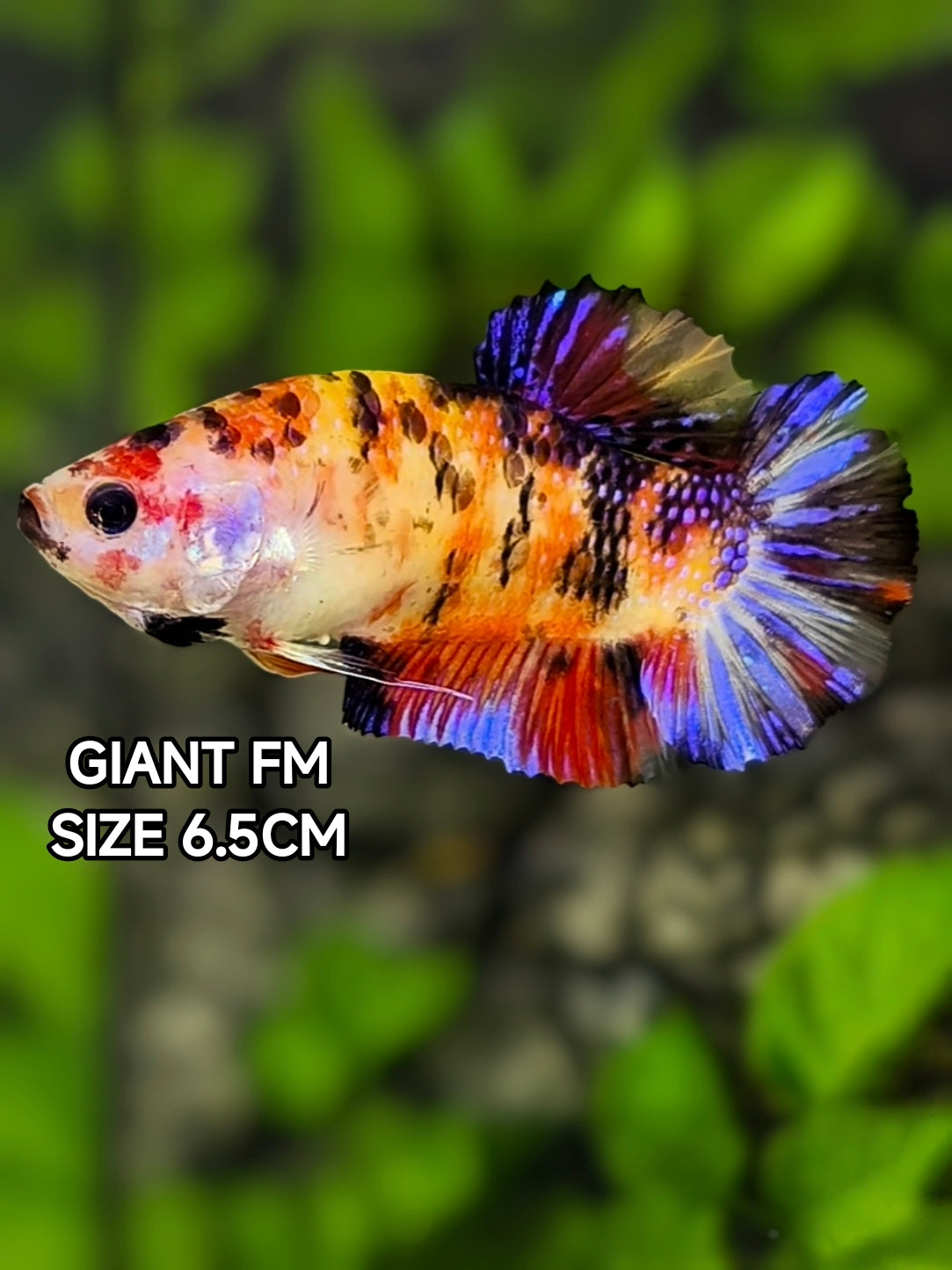 Multicolor Metalic JUMBO GIANT HMPK Betta Fish Female