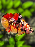 Nemo Koi Copper Gold Galaxy Over HMPK Betta Fish Male #RKC
