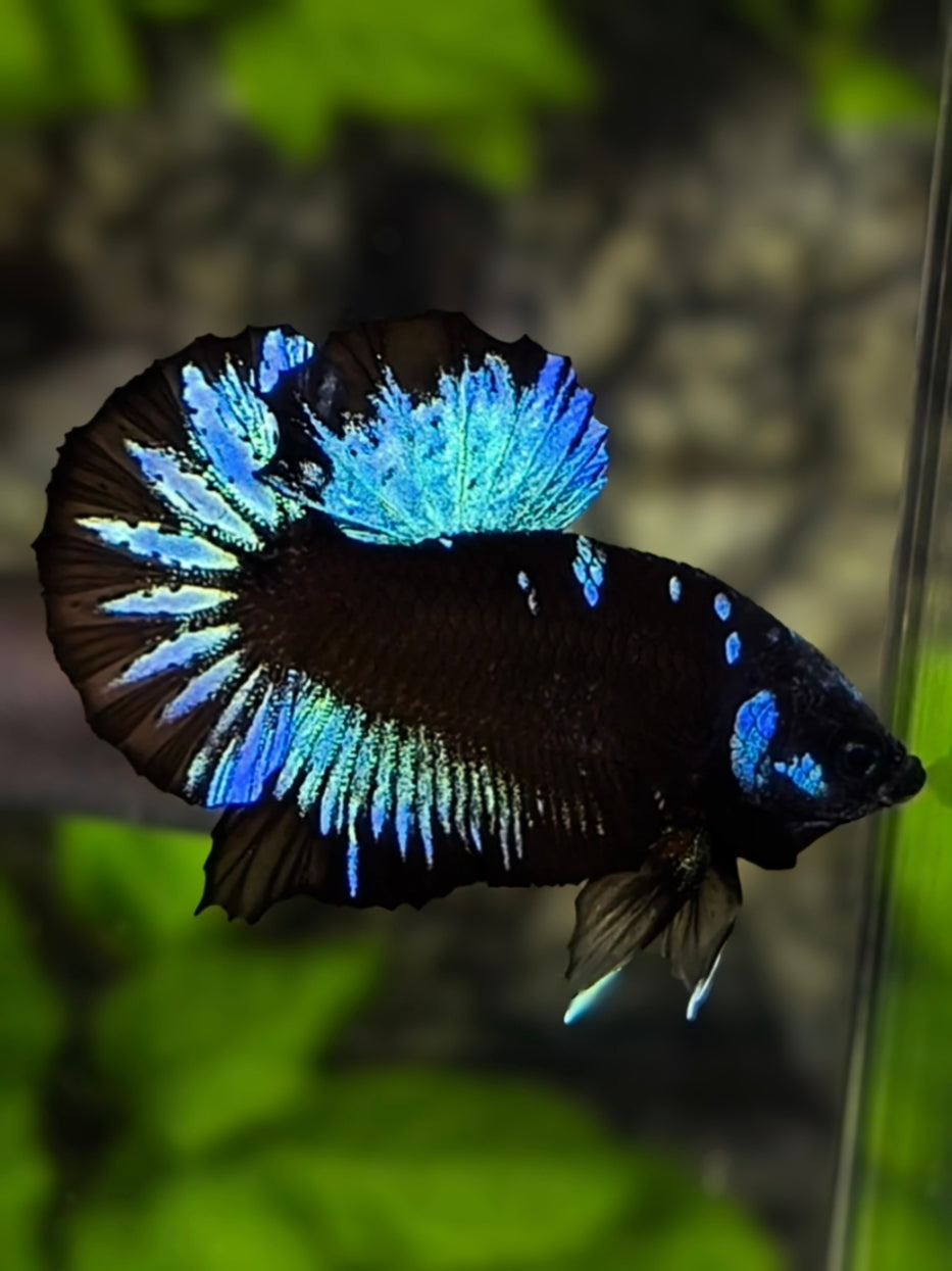 Avatar Blackstar Blue Startail HMPK Betta Fish Male