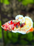 Red Barongsai Gold Galaxy HMPK Betta Fish Male