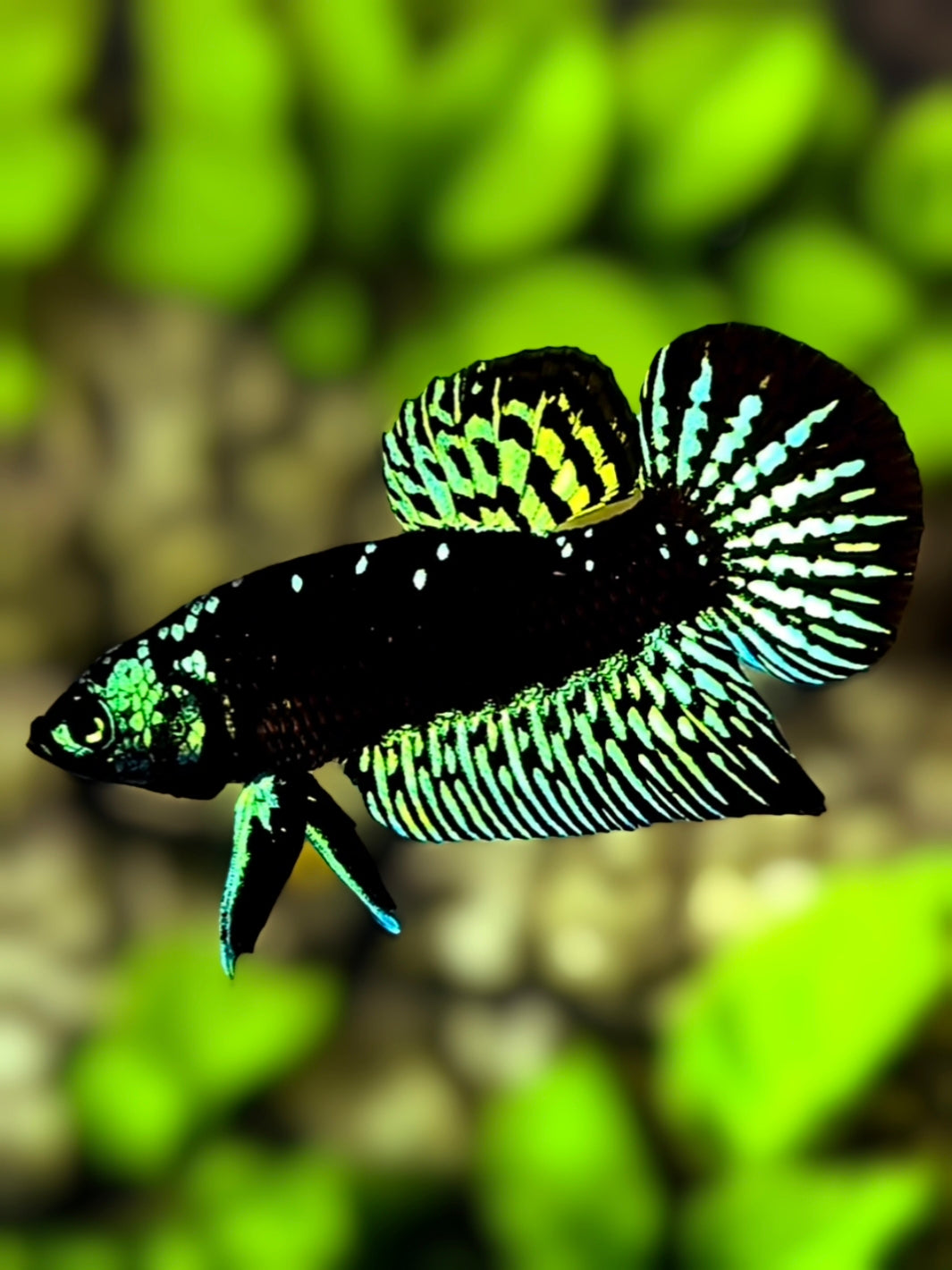 Alien Blackstar Green HMPK Betta Fish Male
