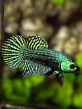 Alien Green HMPK Betta Fish Male