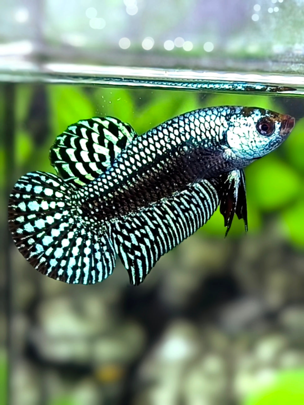 Alien Grey No Red Wash HMPK Betta Fish Male