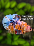 Multicolor Orange Candy Galaxy JUMBO GIANT HMPK Betta Fish Male