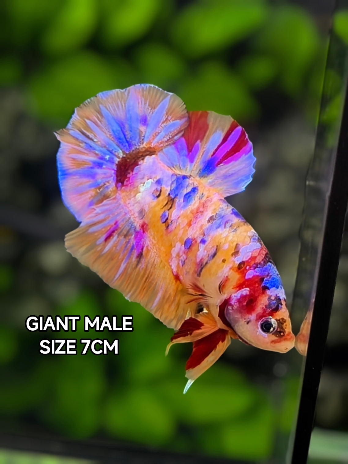 Multicolor Purple Pink Candy Galaxy JUMBO GIANT HMPK Betta Fish Male