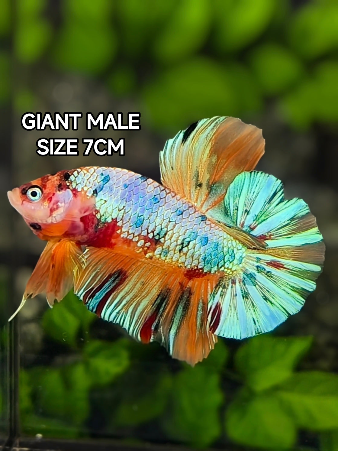 Multicolor Shimmer Candy JUMBO GIANT HMPK Betta Fish Male