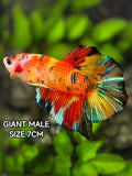 Multicolor Koi Metalic JUMBO GIANT HMPK Betta Fish Male