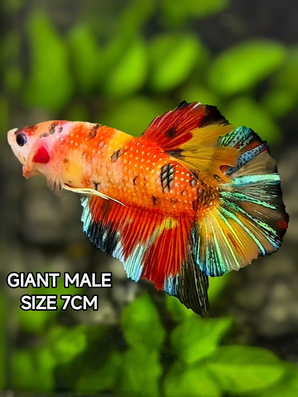 Multicolor Koi Metalic JUMBO GIANT HMPK Betta Fish Male
