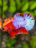 Fancy Purple Hellboy HMPK Betta Fish Male