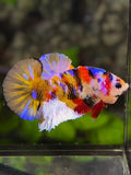 Multicolor Galaxy HMPK Betta Fish Male
