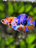 Multicolor Candy Galaxy HMPK Betta Fish Male