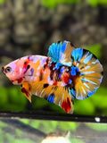 Multicolor Galaxy HMPK Betta Fish Male