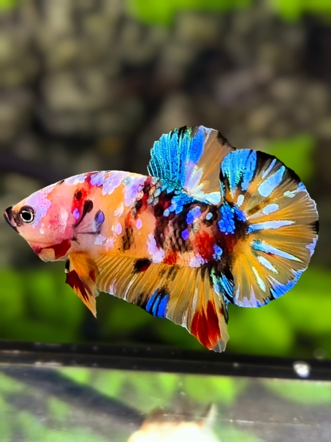 Multicolor Galaxy HMPK Betta Fish Male