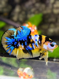 Yellow Koi Tiger Blue Galaxy HMPK Betta Fish Male #YKG
