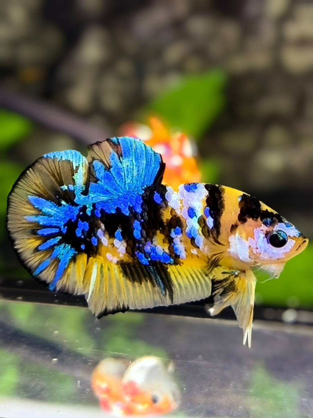 Yellow Koi Tiger Blue Galaxy HMPK Betta Fish Male #YKG
