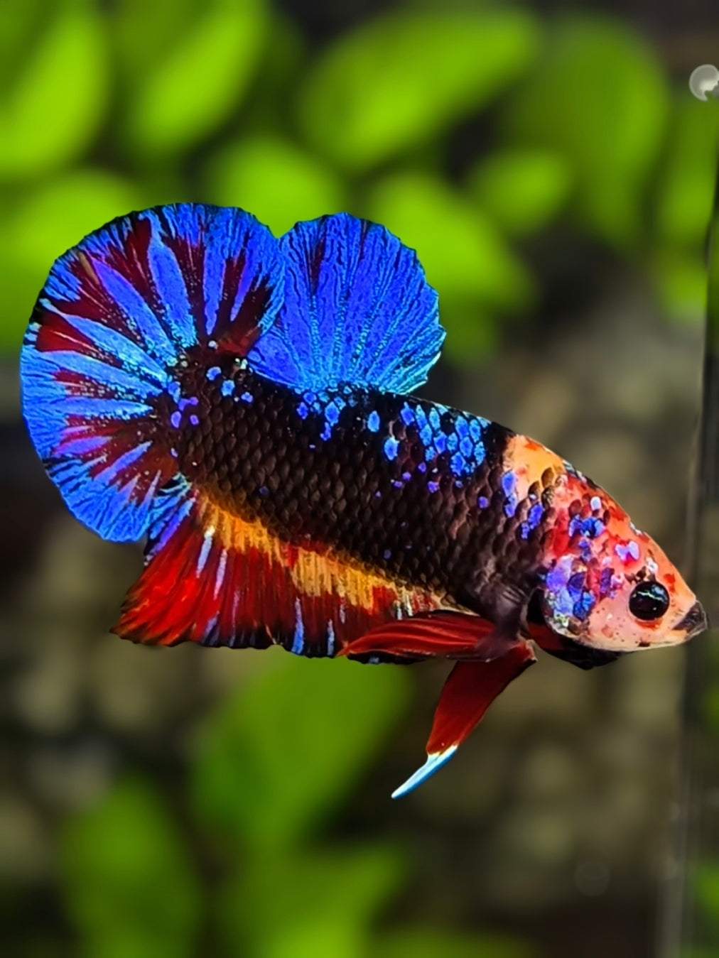 Multicolor Black Galaxy HMPK Betta Fish Male