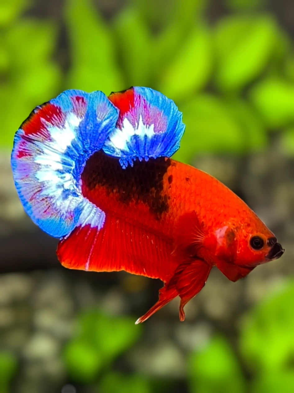 Hellboy HMPK Betta Fish Male