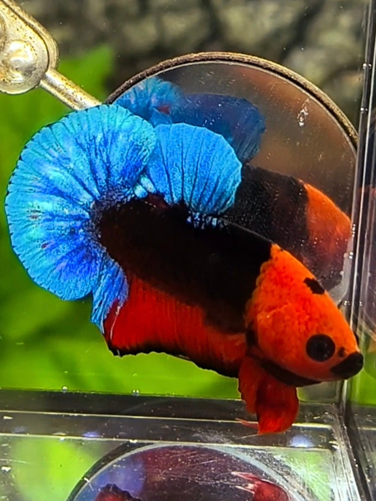 Black Hellboy Blue Tail HMPK Betta Fish Male