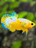 Yellow Hellboy HMPK Betta Fish Male