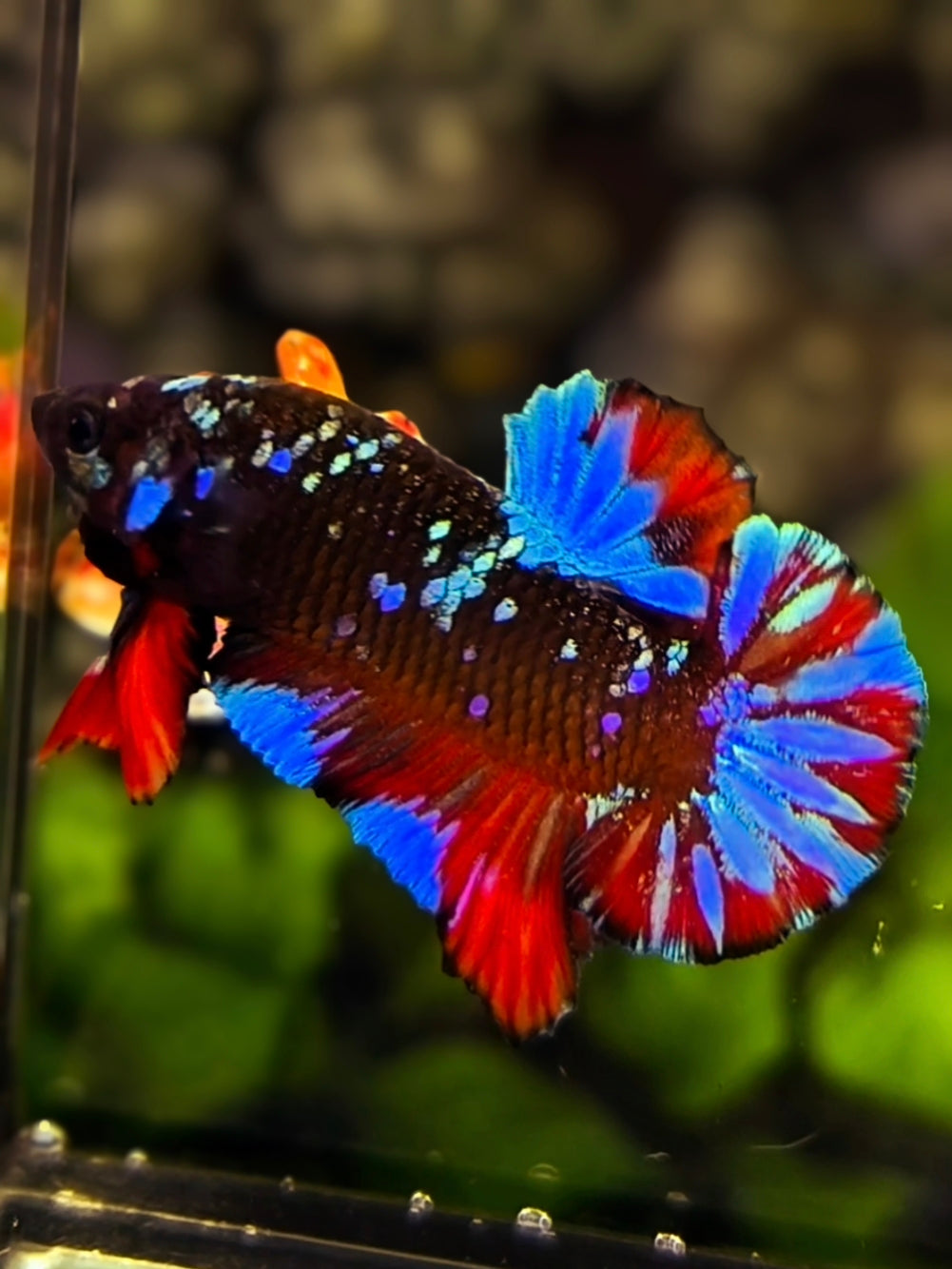 Avatar Blue Red Over HMPK Betta Fish Male