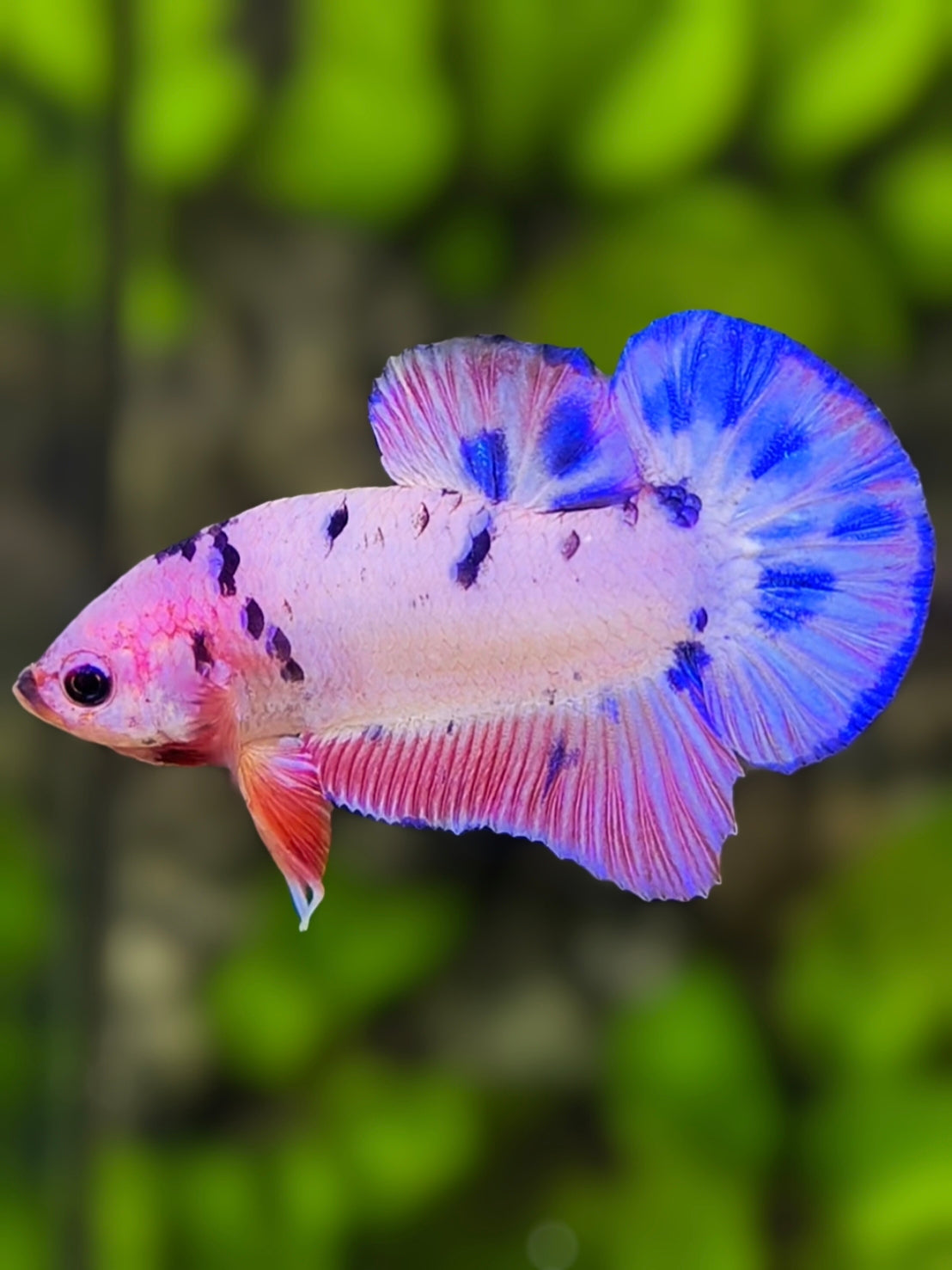 Fancy Flamingo Pink Dalmation HMPK Betta Fish Male