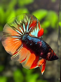 Multicolor Black Nemo Variation Halfmoon Betta Fish Male