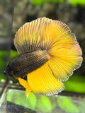 Copper Gold Mustard Gasa Double tail Halfmoon Betta Fish Male