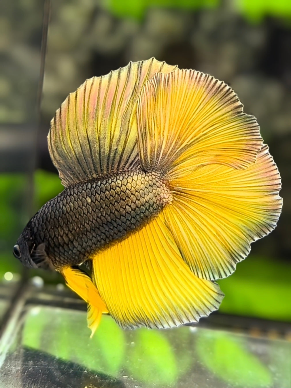 Copper Gold Mustard Gasa Double tail Halfmoon Betta Fish Male