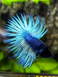 Blackhead Solid Steel Blue Crowntail Betta Fish Male