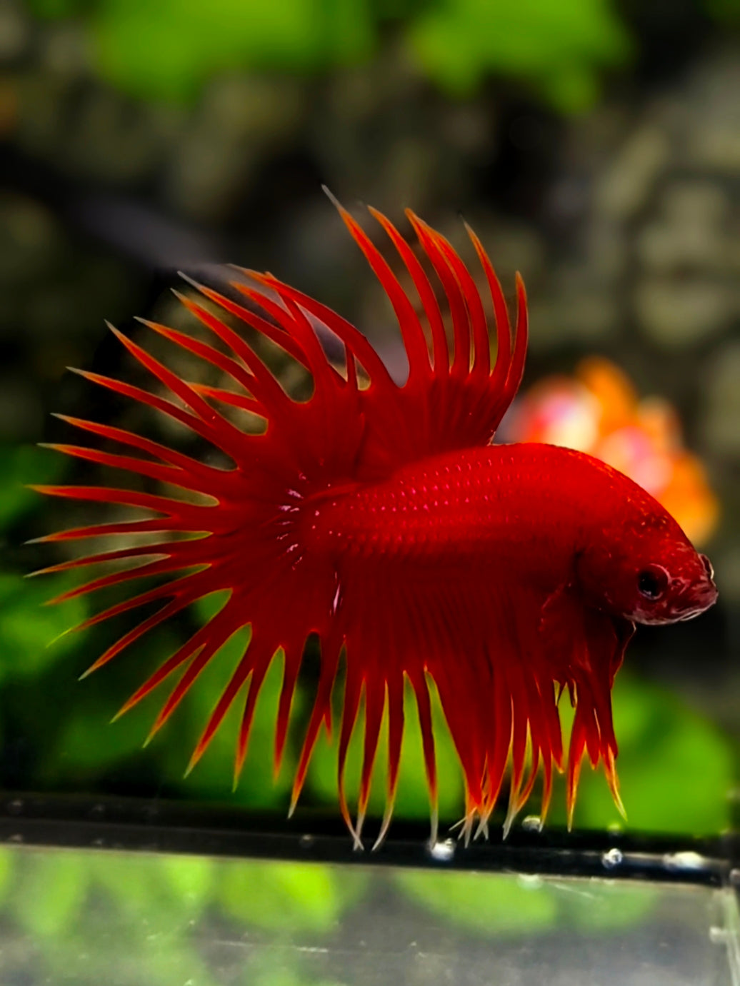 Solid Super Red Crowntail Betta Fish Male