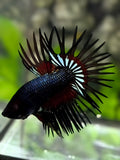 Black Orchid Red Butterfly Crowntail Betta Fish Male
