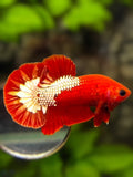 Fancy Red Hellboy Over HMPK Betta Fish Male