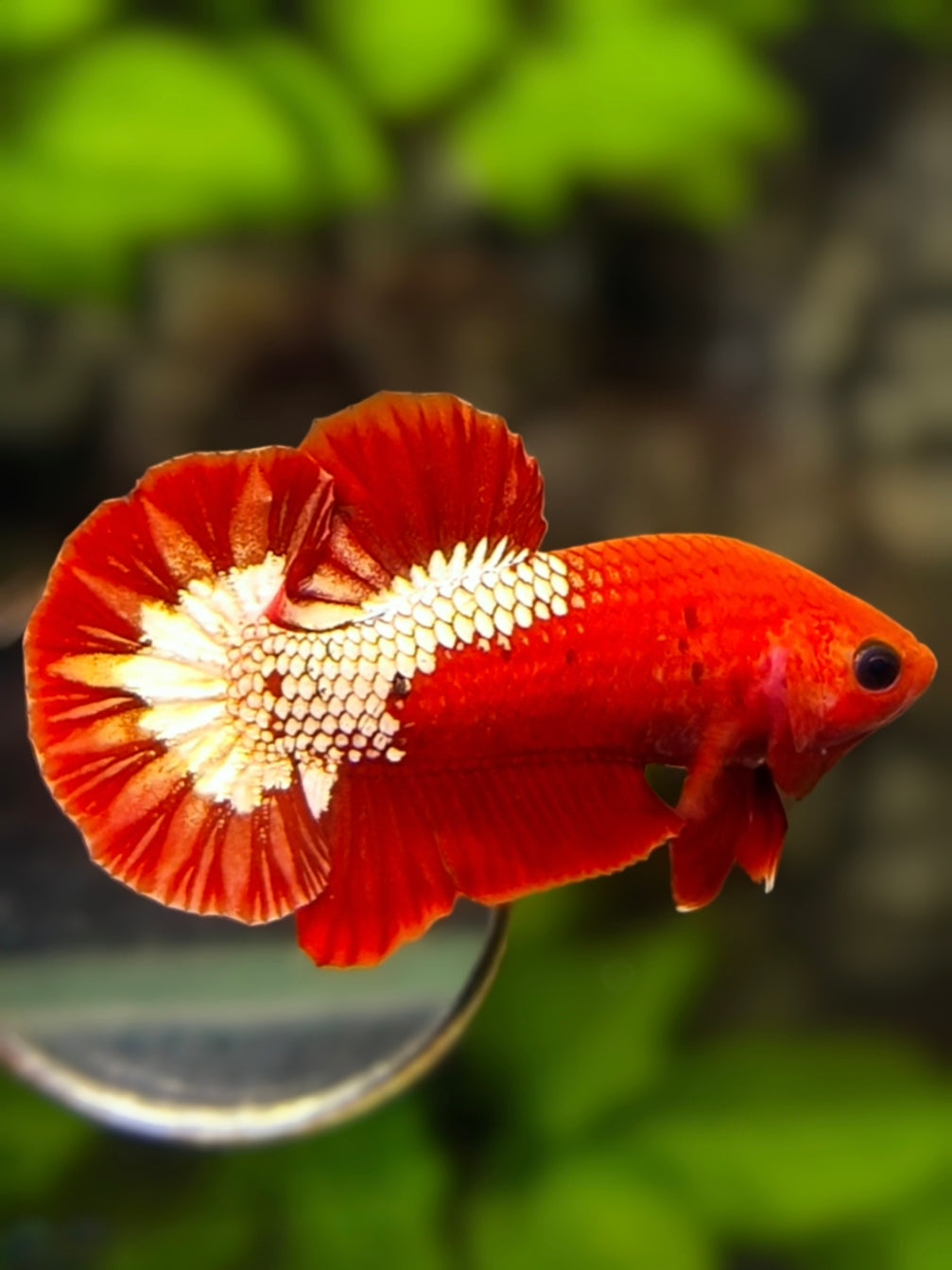 Fancy Red Hellboy Over HMPK Betta Fish Male