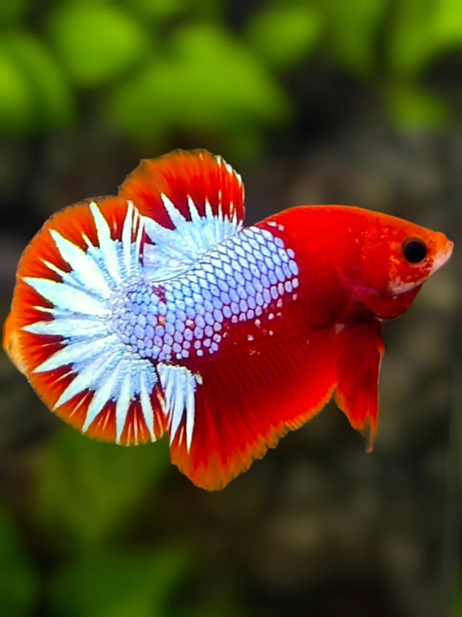 Fancy Hellboy Star Tail HMPK Betta Fish Male
