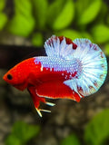 Fancy Hellboy HMPK Betta Fish Male