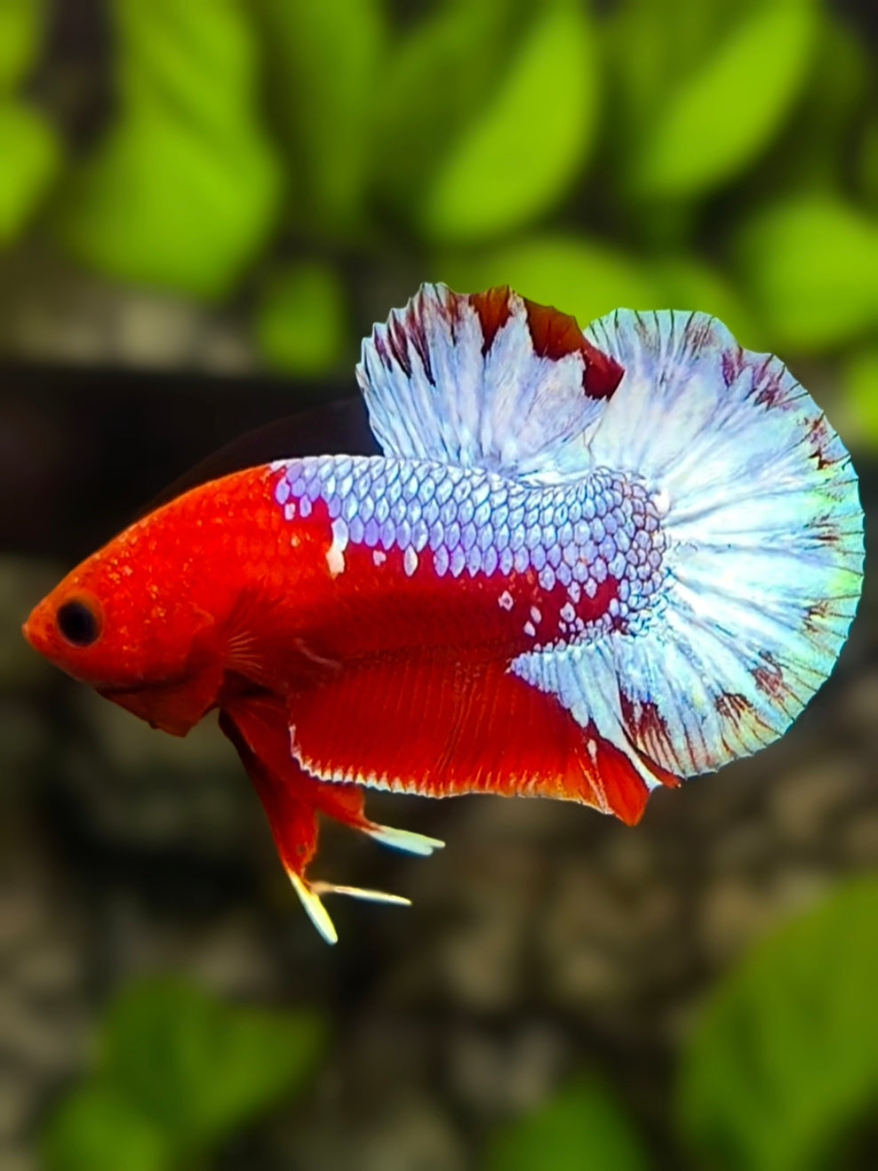 Fancy Hellboy HMPK Betta Fish Male