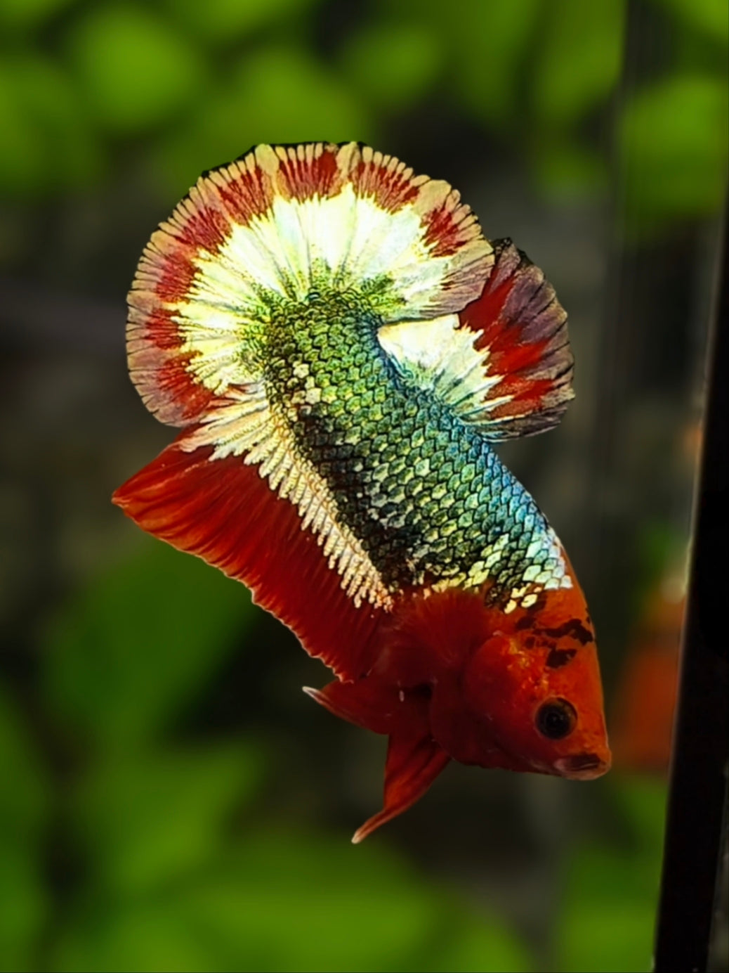 Fancy Copper Green Over HMPK Betta Fish Male