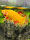 Yellow Vanda HMPK Betta Fish Male