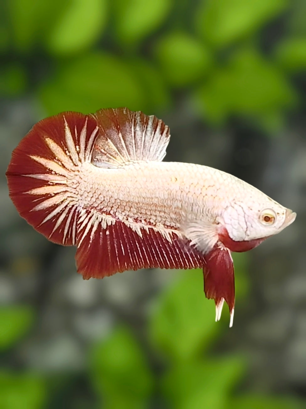 Red Dragon HMPK Betta Fish Male