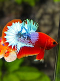 Fancy Hellboy Big Tail HMPK Betta Fish Male