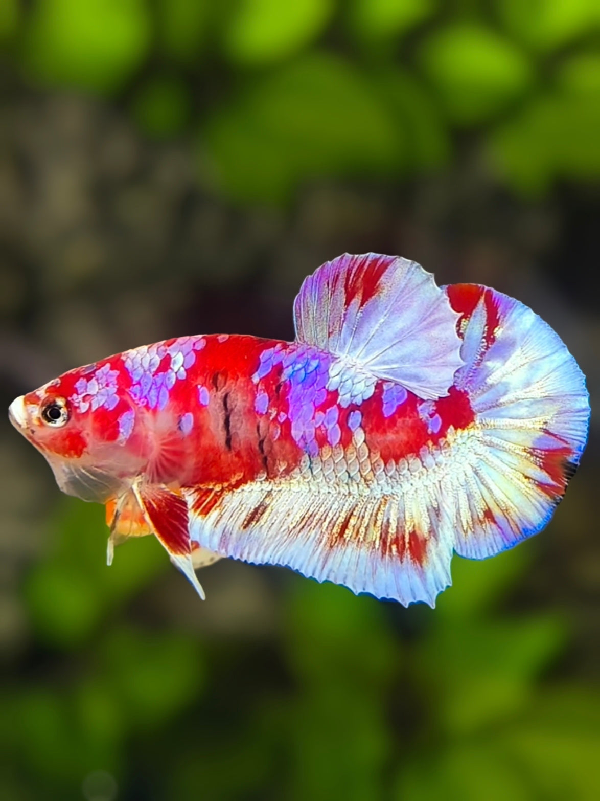 Red Purple Barongsai Galaxy HMPK Betta Fish Male