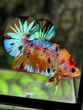 Multicolor Metalic Over HMPK Betta Fish Male